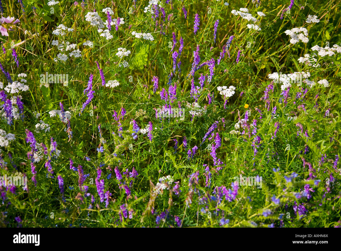Vielzahl von wilden Blumen wachsen auf einer Wiese in Norfolk, England Stockfoto
