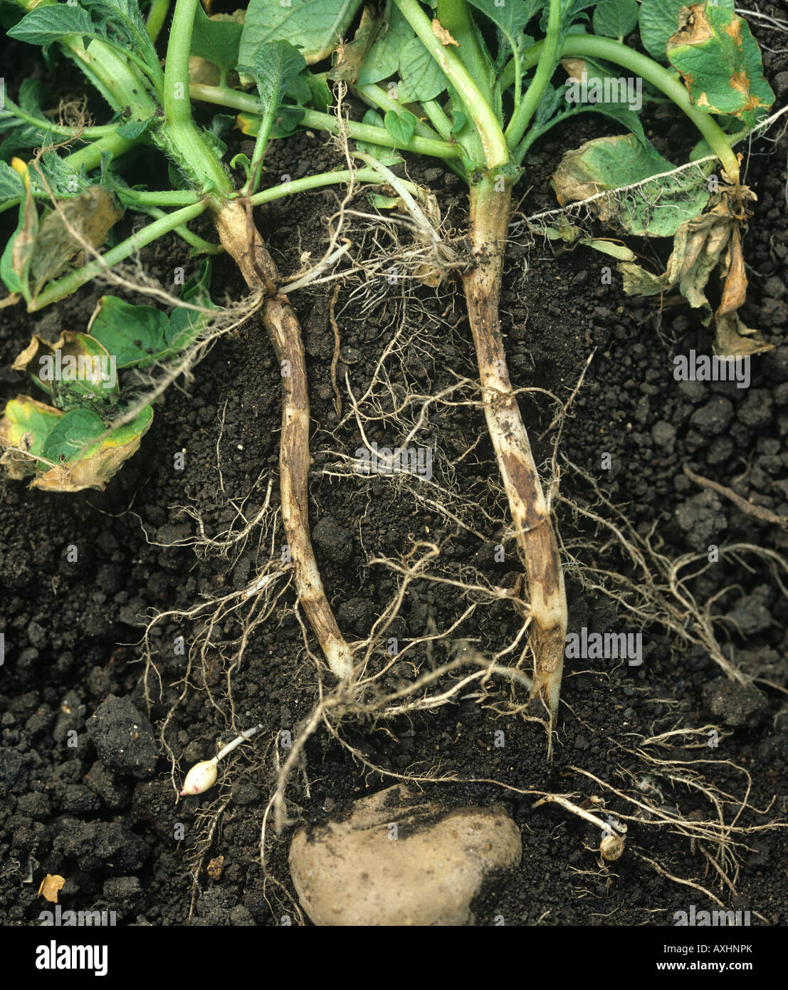 Stamm Canker Rhizoctonia Solani auf Kartoffel Wurzeln von ausgewachsene Pflanze Stockfoto