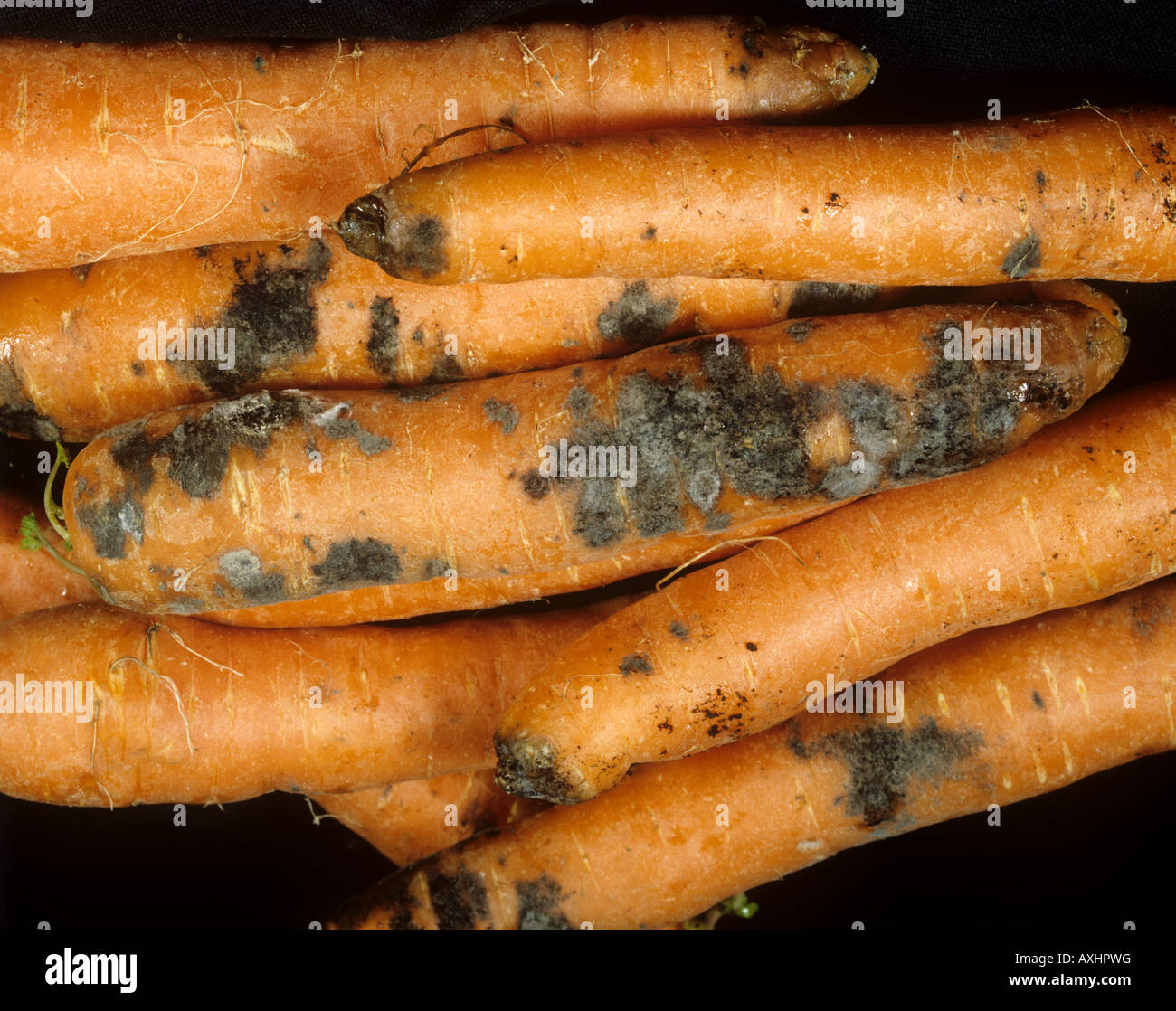 Chalaropsis verrotten Chalaropsis Thielavioides auf Supermarkt gespeichert Karotten Stockfoto