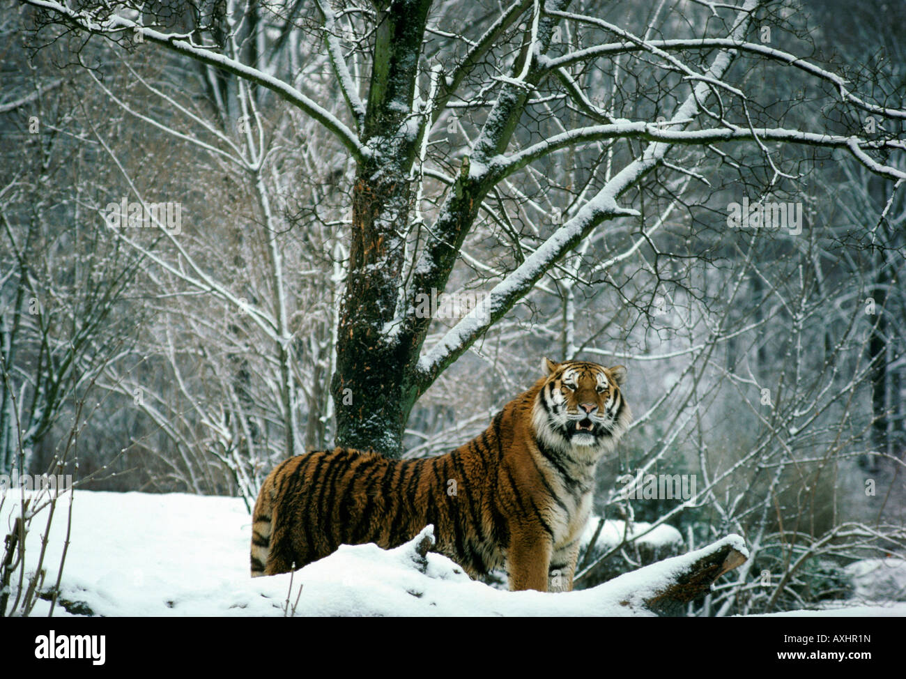 Sibirische Tiger im WINTERWALD PANTHERA TIGRIS ALTAICA Altaica Tier Asien Asiatische asiatische große blooded Carnivora carnivo Stockfoto