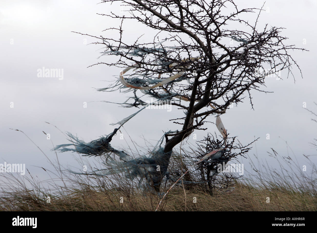 Kunststoff, geblasen von einem Land füllen Standort Seal Sands in der Nähe von Middlesbrough Cleveland UK Stockfoto