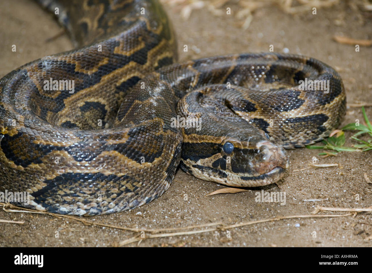 Tansania Sansibar Zala Park Jozani Forest Southern African Rock Python Python Natalensis Stockfoto