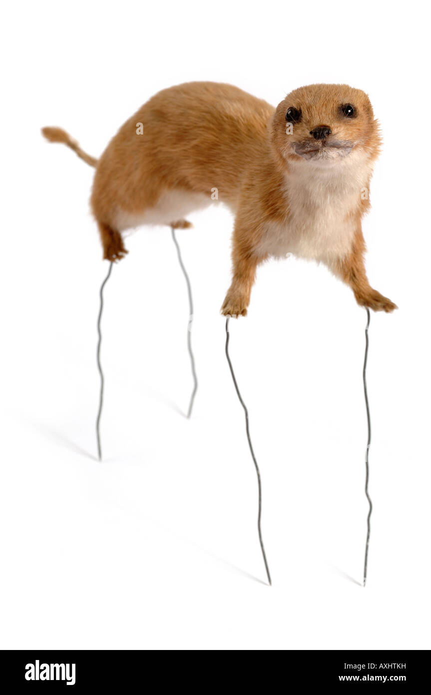 Gefüllte Präparatoren Wiesel Stockfoto