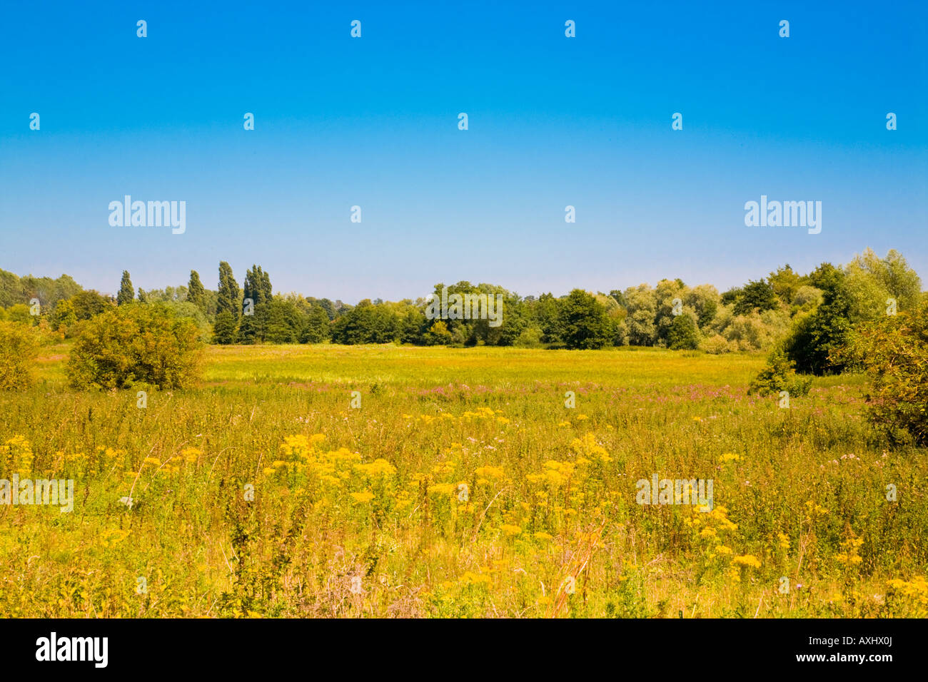 Wildblumenwiese am Whitligham, Norfolk, England mit blauen Sommerhimmel Stockfoto