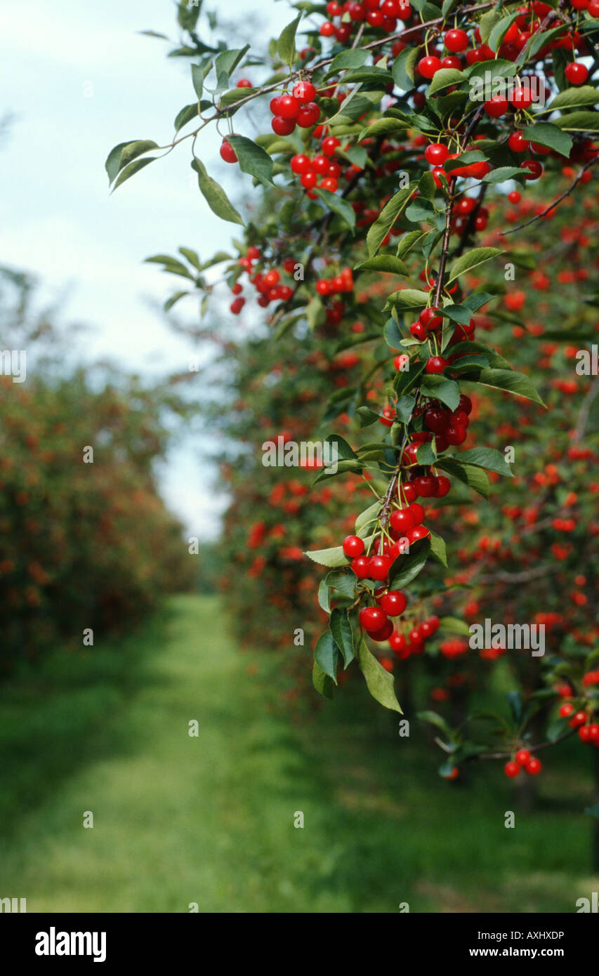 WISCONSIN Door County reif Torte Kirschen auf Kirschbaum im Obstgarten Ansicht um Zeile nach unten Stockfoto