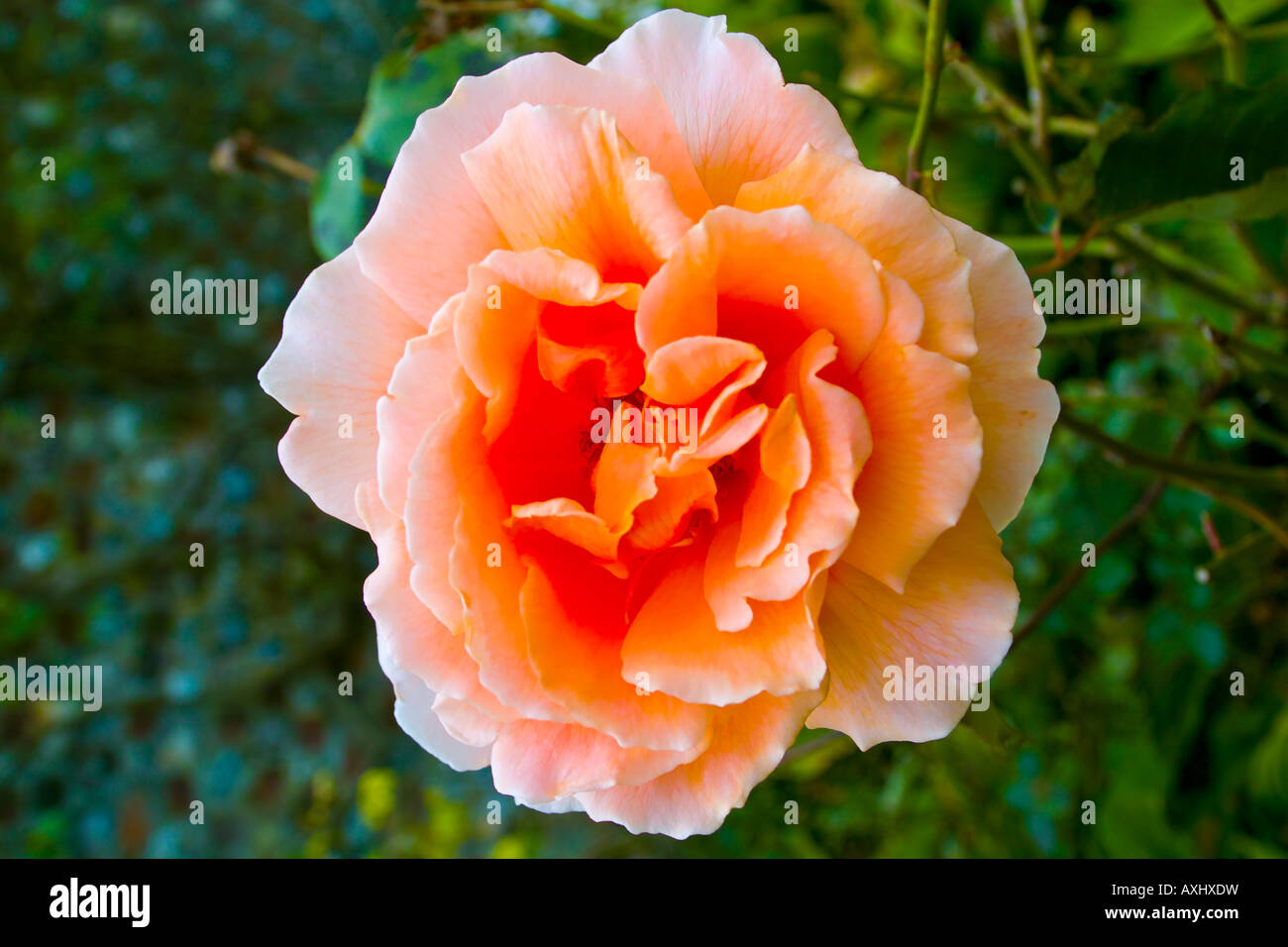 Rosa / Orange stieg vor grünem Hintergrund Stockfoto