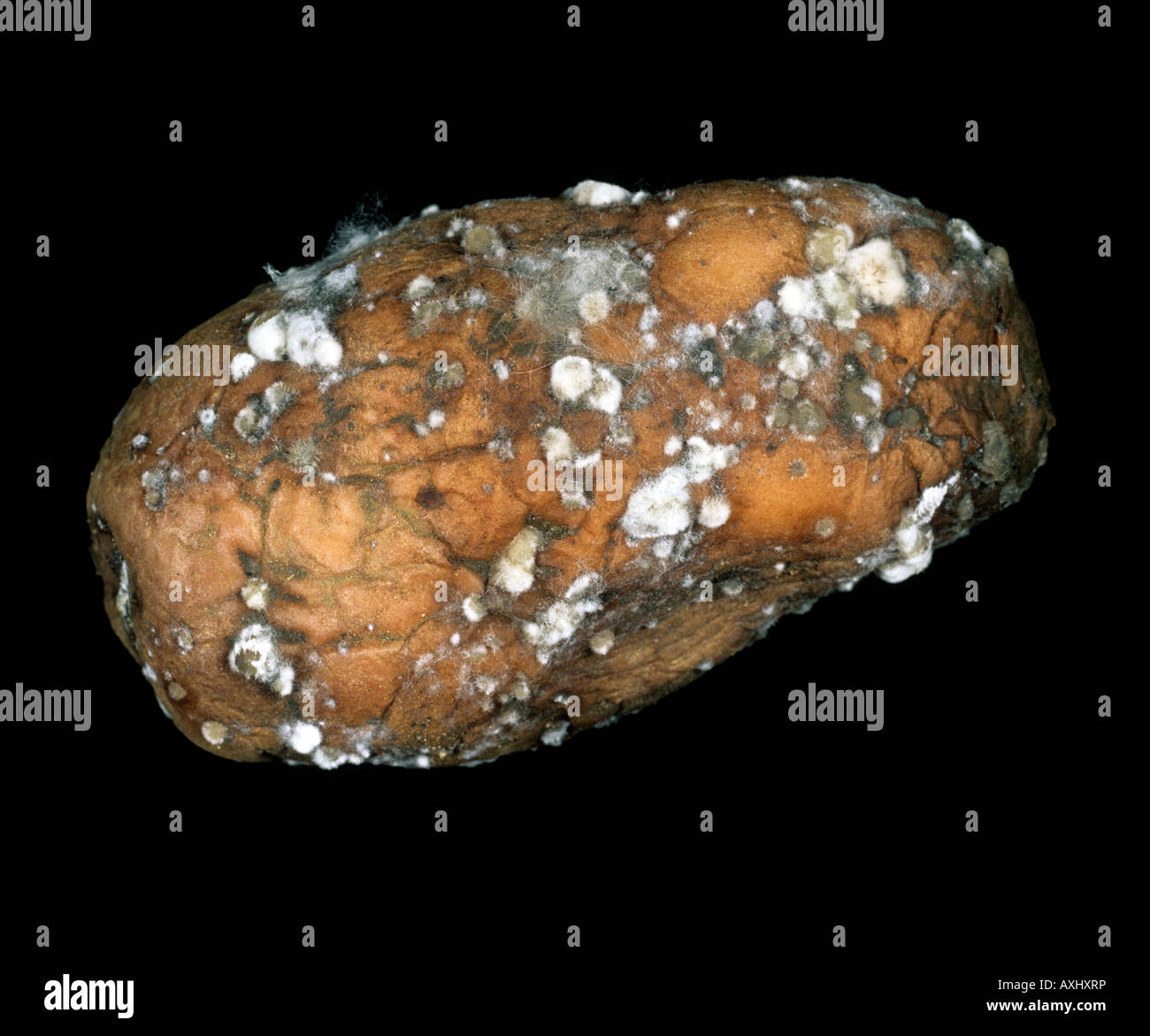 Gummiartige Fäulnis Geotrichum Candidum erkrankten Kartoffelknolle Stockfoto