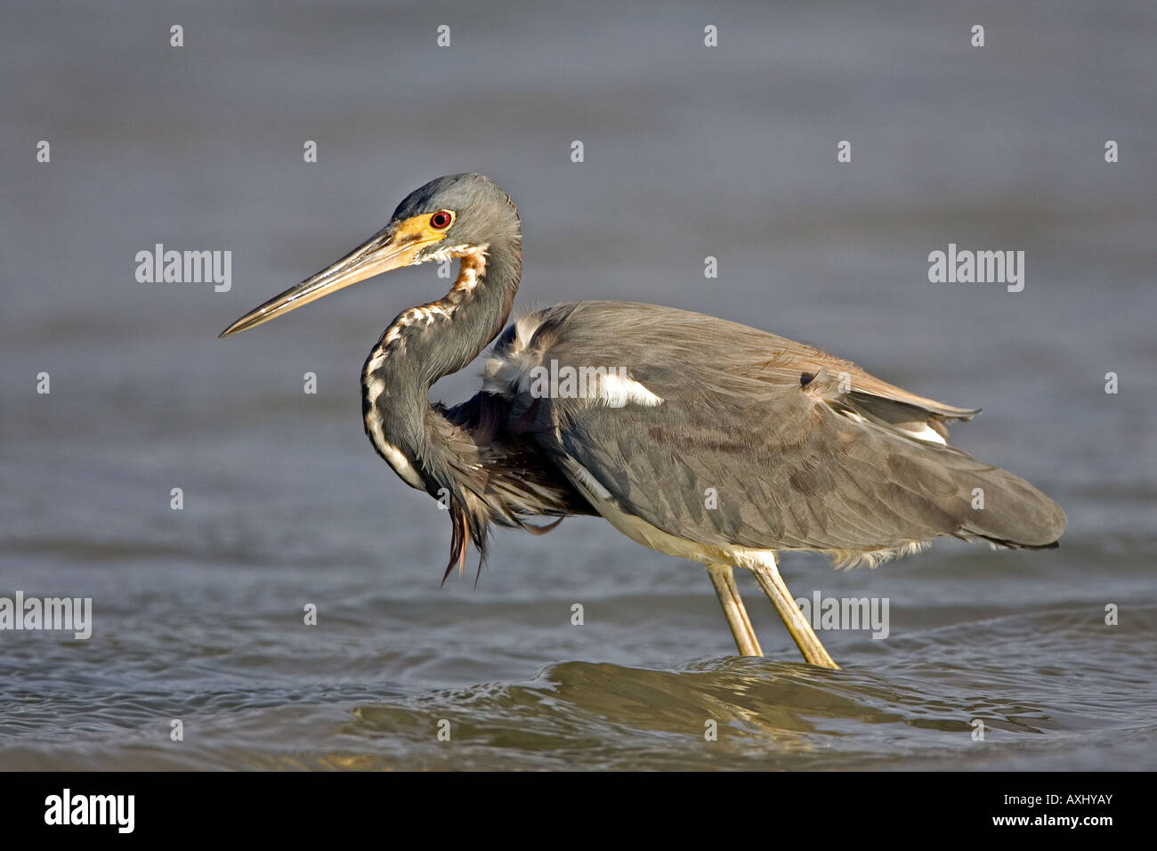 Tricolor oder Louisiana Heron stehend im Wasser warten vorbei an Fisch, Estero Bay, Fort Myers Beach, Florida, USA Stockfoto