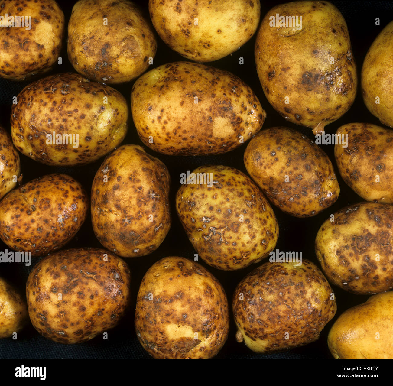 Schorf Streptomyces Scabies Infektion der neuen Salat Kartoffelknollen Stockfoto