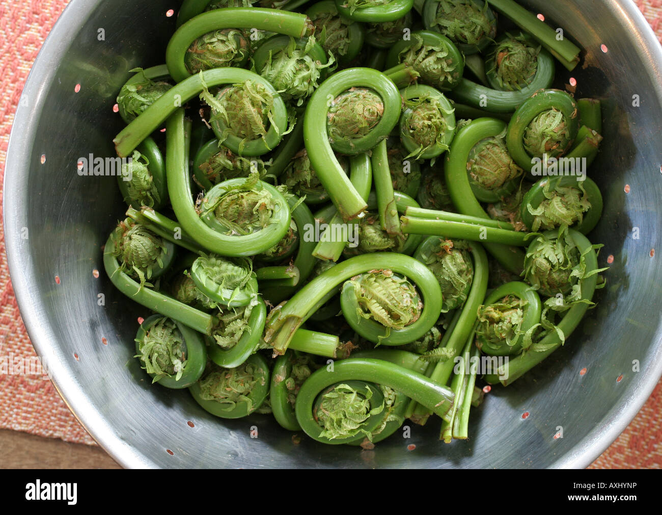 Essbarer farn -Fotos und -Bildmaterial in hoher Auflsung  Alamy