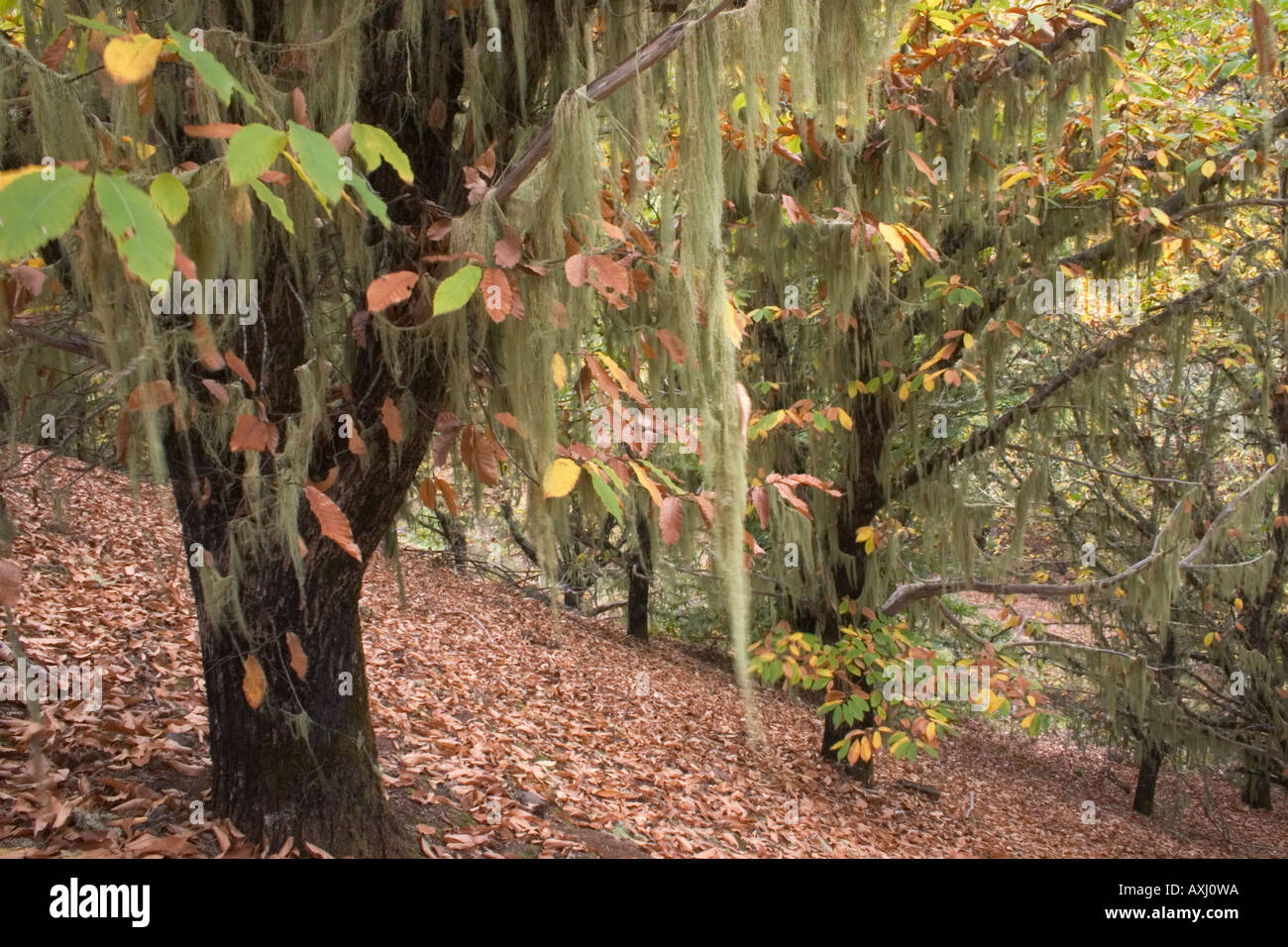 Usnea Filipendula Flechten auf Kastanienbaum auf Gran Canaria, Islas Canarias, Kanarische Inseln, Spanien. Stockfoto