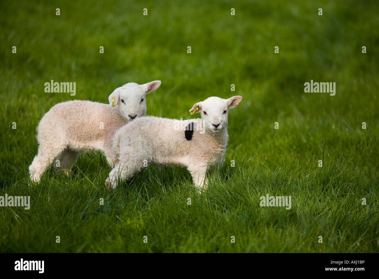 2 Frühjahr Lämmer spielen in einer Wiese Stockfoto