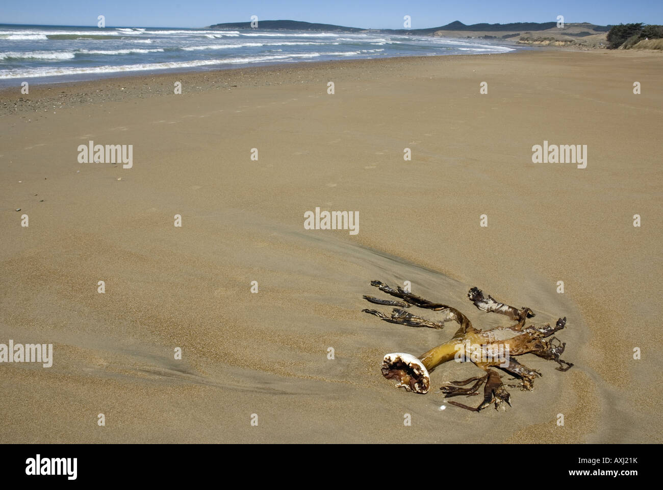 Seegras angespült Kaitaki Beach, Südinsel, Neuseeland Stockfoto