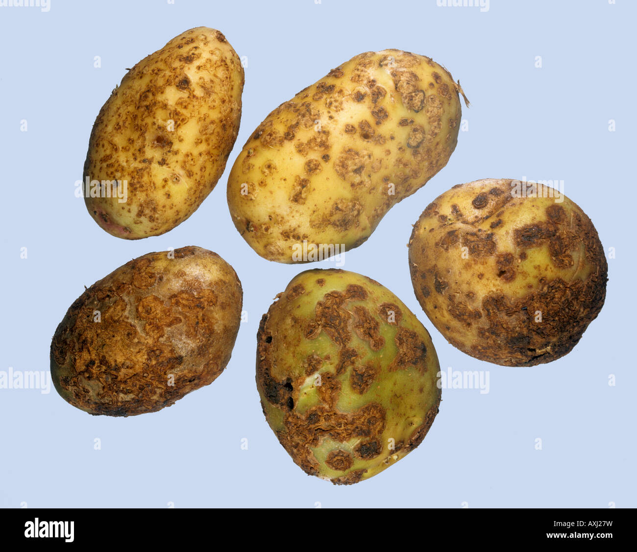 Gemeinsamen Schorf Streptomyces Scabies Krankheitssymptome auf Kartoffelknollen Stockfoto