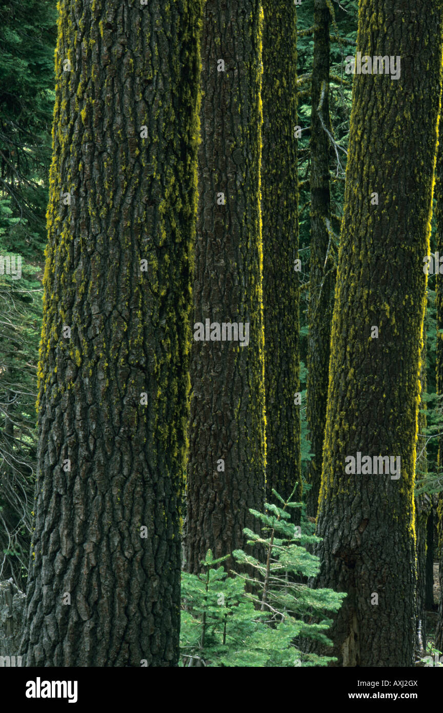 Mt. Ashland, Rogue River National Forest, Shasta rot Tannen,(Abies magnifica) Oregon Stockfoto