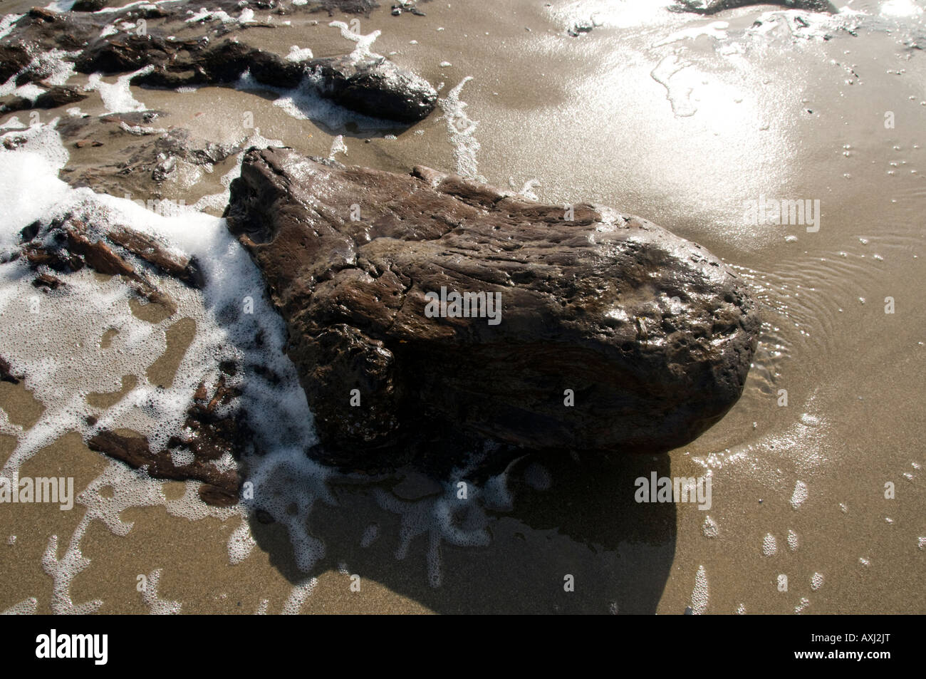 Reste von prähistorischen getauchten Torf Betten und Eichenwald von Treibsand Borth Cardigan Bay West Wales ausgesetzt Stockfoto