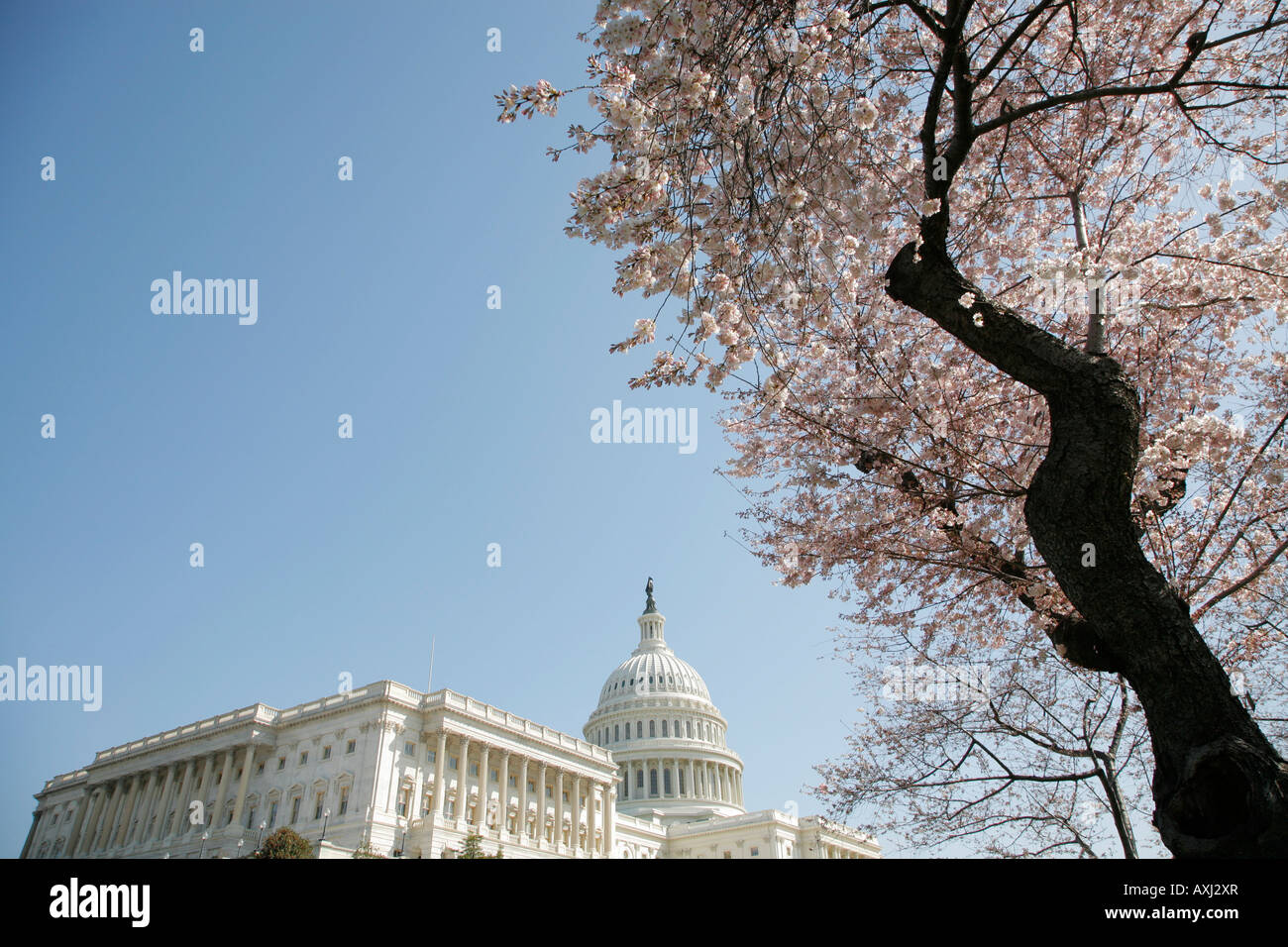 Kapitol, Kirschblüten, Washington DC, USA Stockfoto