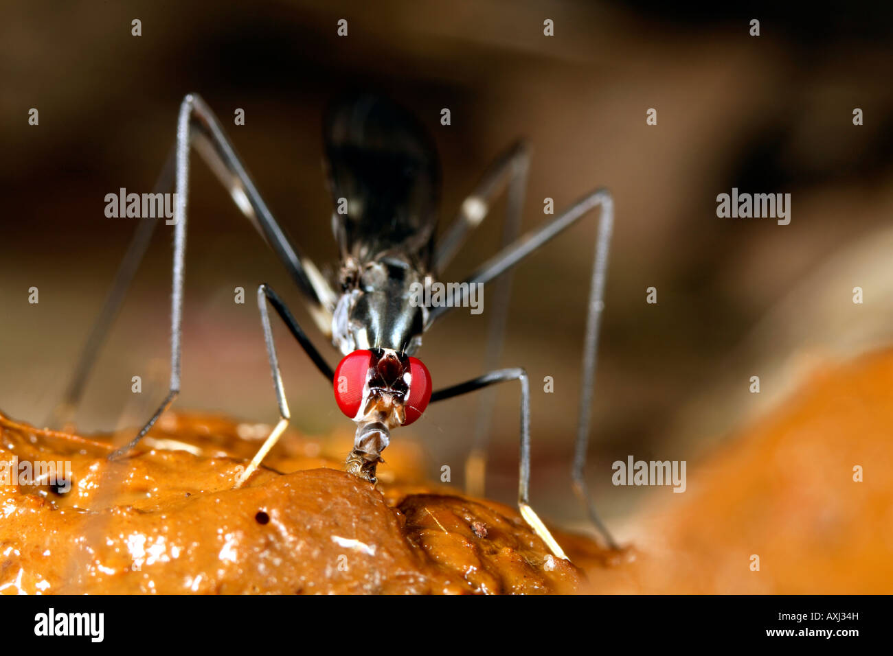 Fliegen ernähren sich von Kot Stockfoto