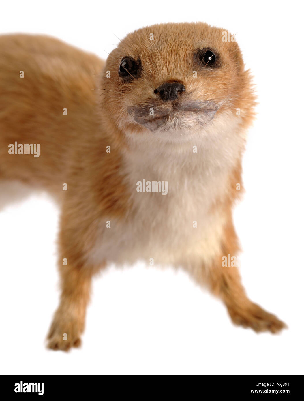 Gefüllte Präparatoren Wiesel Stockfoto