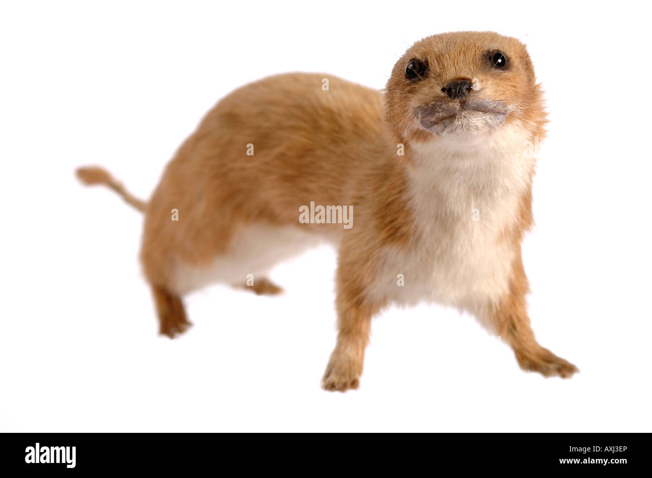 Gefüllte Präparatoren Wiesel Stockfoto