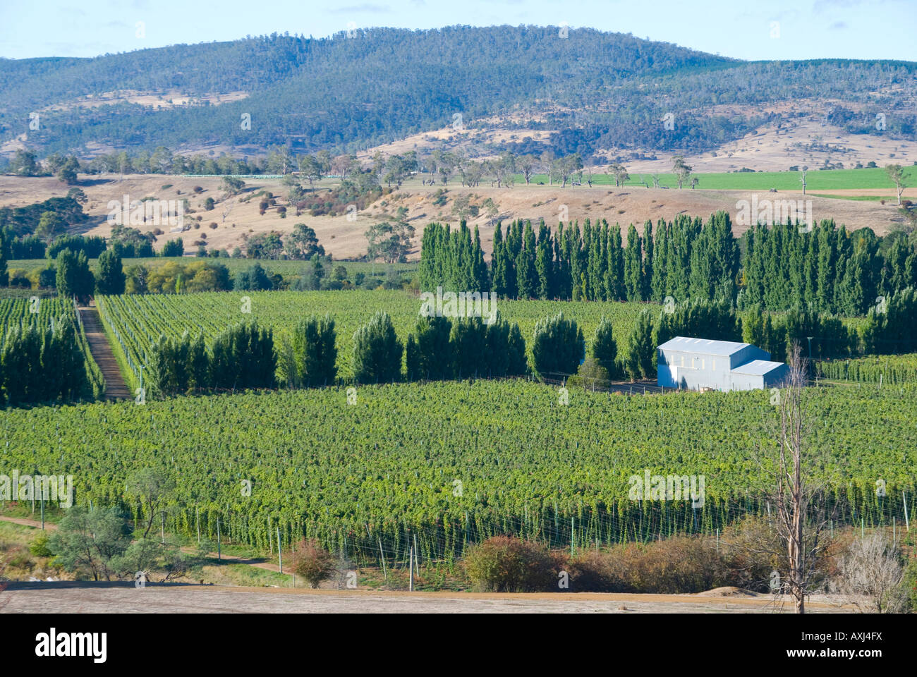 Hop Felder im Derwent Valley in der Nähe von Bushy Park Tasmanien Stockfoto