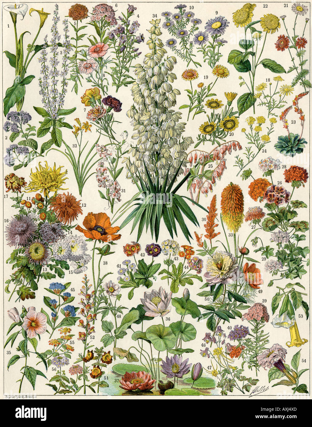 Beständigen Garten Blumen. Farblithographie Stockfoto