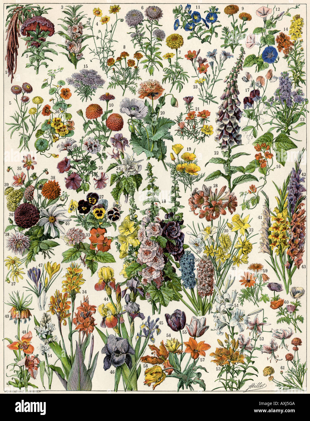 Garten Blumen wie Jahrbücher, Biennalen, und Zwiebeln angebaut. Farblithographie Stockfoto