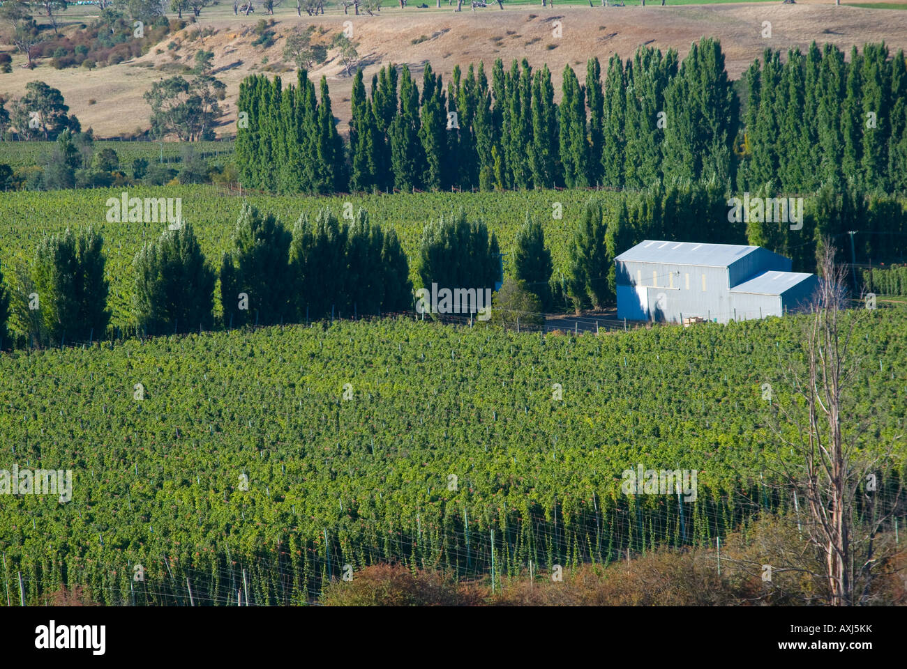 Hop Felder im Derwent Valley in der Nähe von Bushy Park Tasmanien Stockfoto