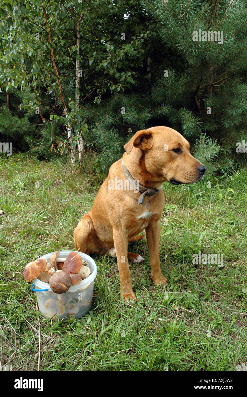 Mischling Amstaff Hund im Auge behalten Eimer mit Pilzen Stockfoto