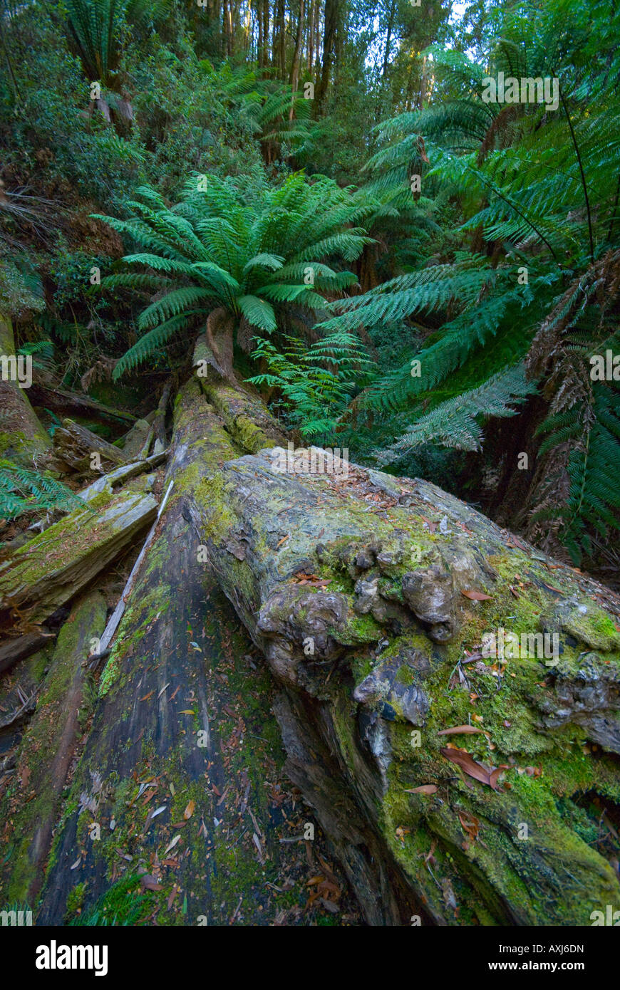 Gefallenen Moos bedeckt Baumstamm und Manferns im Tasmanischen Regenwald in der Nähe von Mount Field National Park Stockfoto