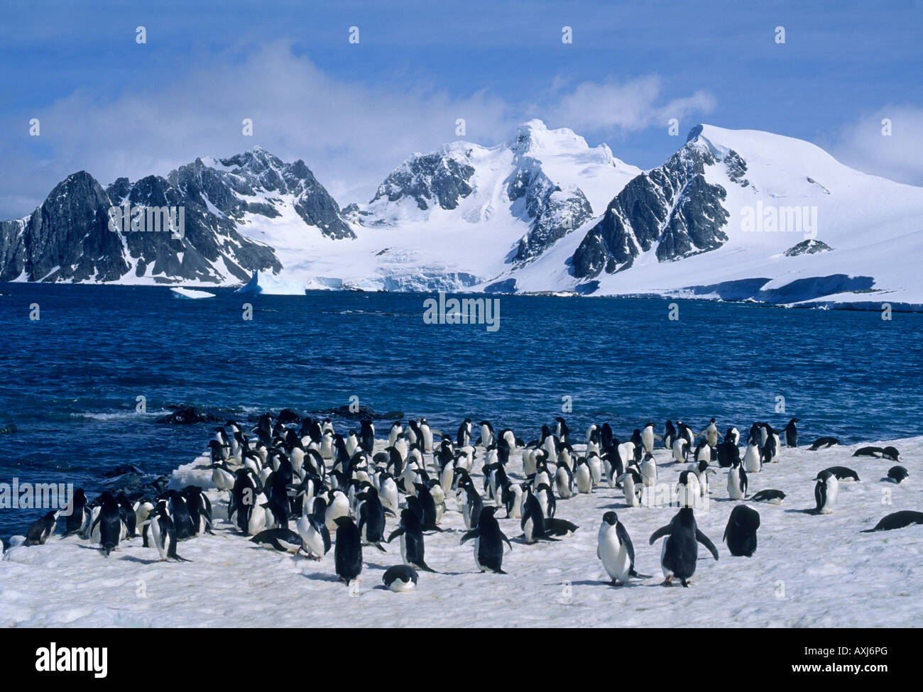 Adelie-Pinguine (Pygoscelis Adeliae) Süd-Orkney-Inseln, Antarktis Stockfoto