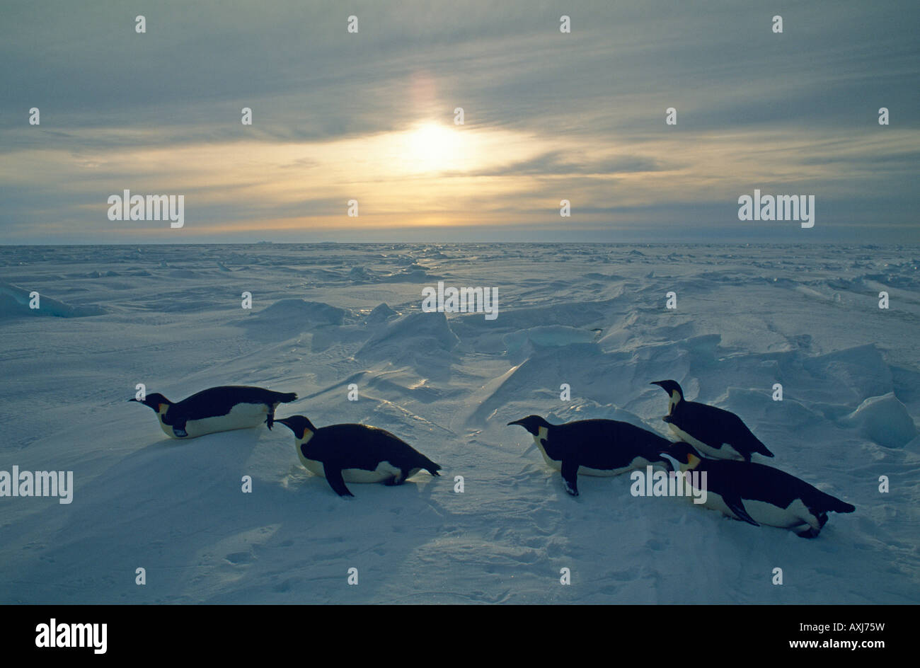 Kaiserpinguine (Aptenodytes Forsteri) Rodeln über Eis, Weddellmeer, Antarktis Stockfoto
