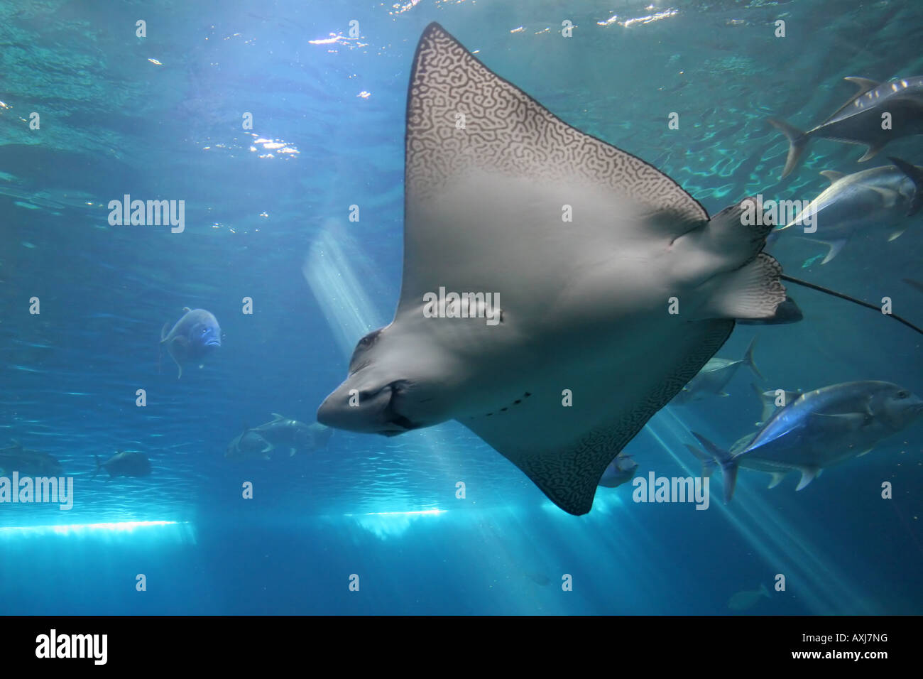 Spotted Eagle Ray und Giant Trevally Fischen in Maui tropische Gewässern Stockfoto