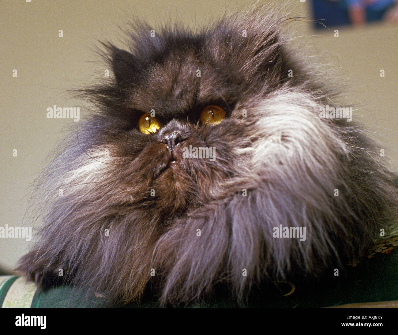 Raindance Bardolph einen 3 Jahre alten männlichen Pedegreed Black Smoke Perser Katze mit sehr langen Haaren und Ansetzer bernsteinfarbene Augen Stockfoto