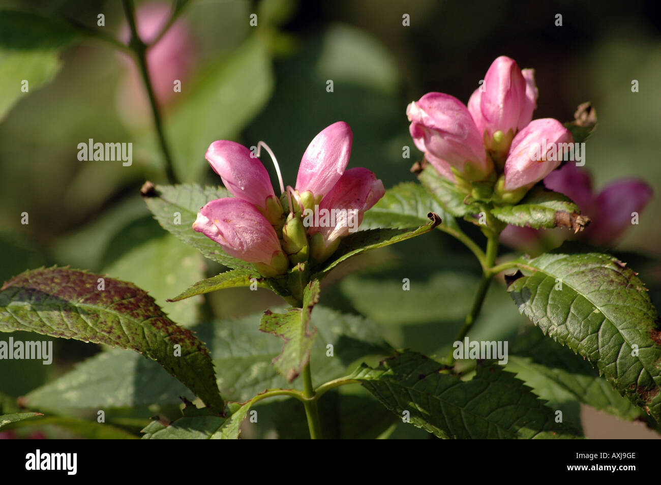 Schildkröte Kopf Blume Nektar schräg Stockfoto