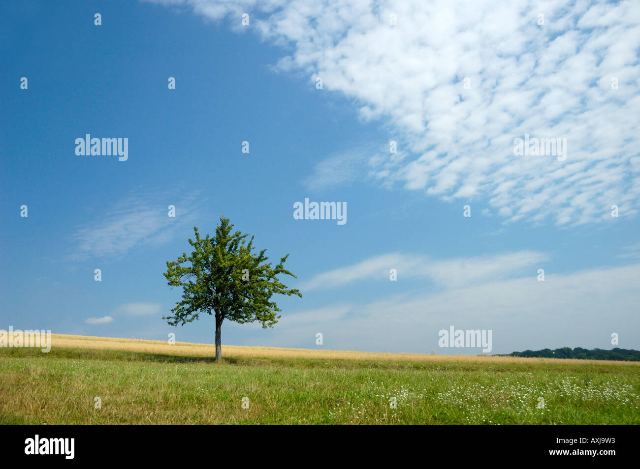Einsamer Baum in einem Feld Stockfoto