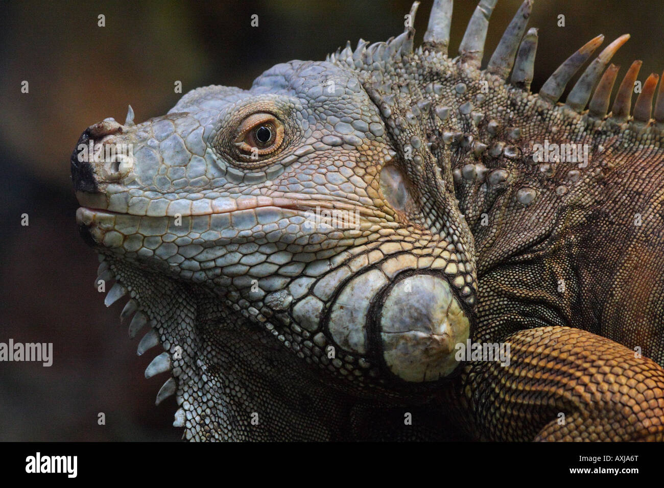 Grüner Leguan, Iguana iguana Stockfoto