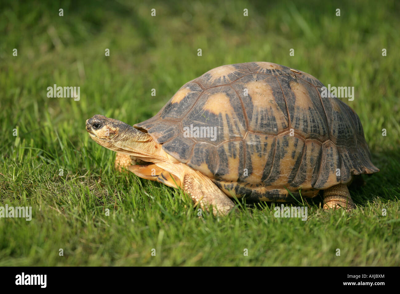 Ausgestorbene Schildkröte - Astrochelys radiata Stockfoto