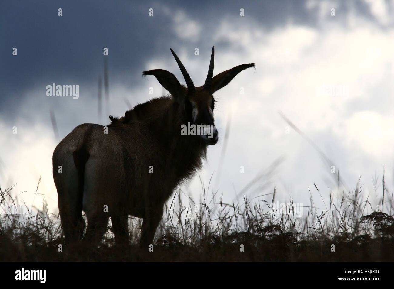 Roan Antilope (Hippotragus Spitzfußhaltung) Stockfoto