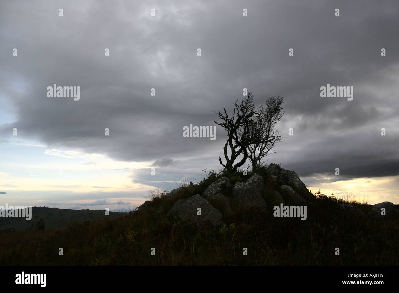 Toter Baum gegen Dramatis Gewitterhimmel Stockfoto