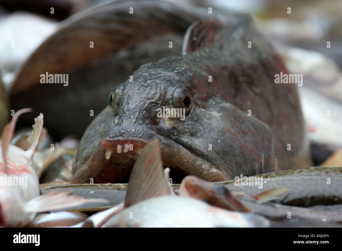 ein Meeresboden lebenden Arten in der Barent Meer für Lebensmittel verwendet. Stockfoto