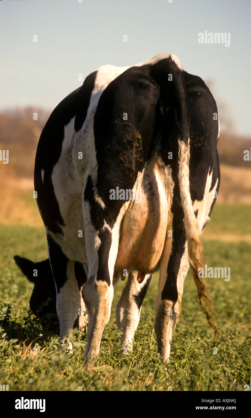 ILLINOIS Holstein Kühe weiden Rasen im Bereich Euter Tail und Hinterhand angesehen von hinten Stockfoto