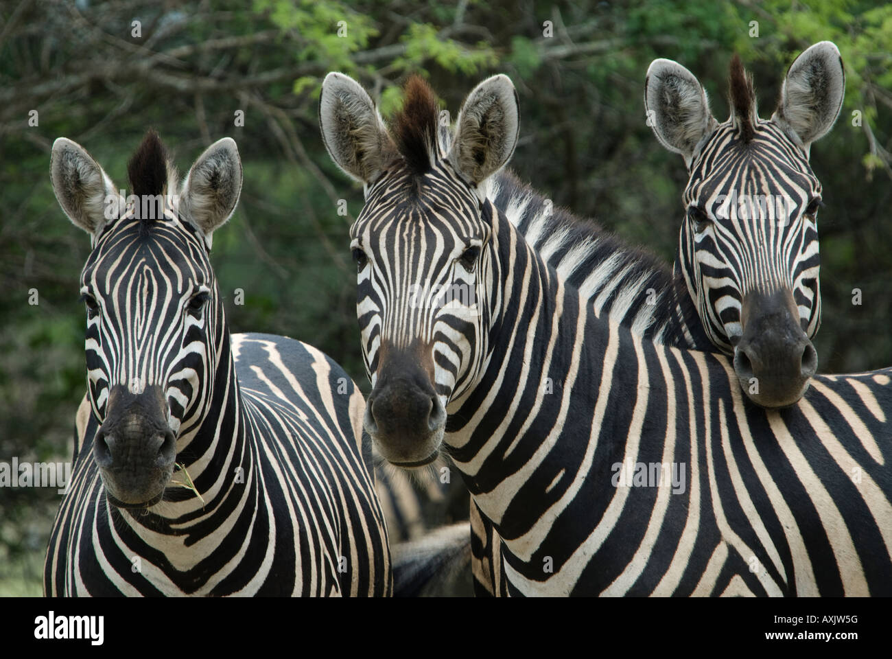 Ein Porträt von drei Burchell Zebra stehen zusammen in den afrikanischen Busch Stockfoto