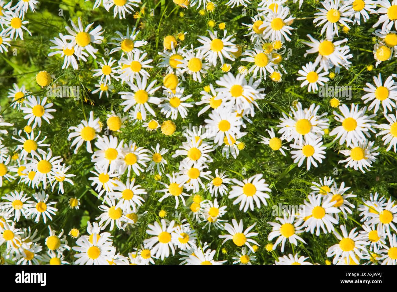 Patch von wilden Gänseblümchen im grünen Feld, Norfolk, England Stockfoto