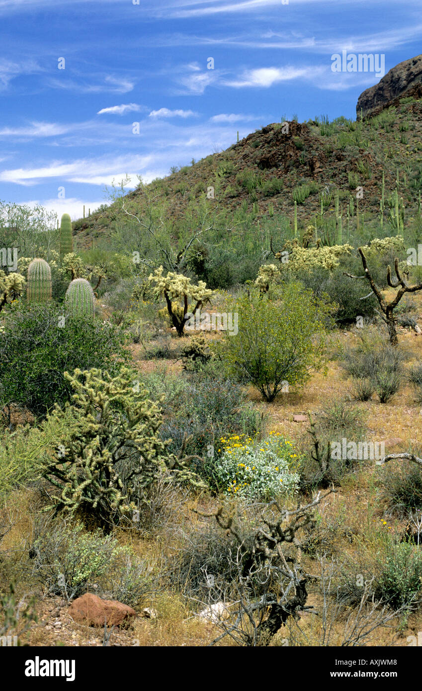 Wüste Kakteen und andere Pflanzen an Organ Pipe National Monument Arizona Stockfoto