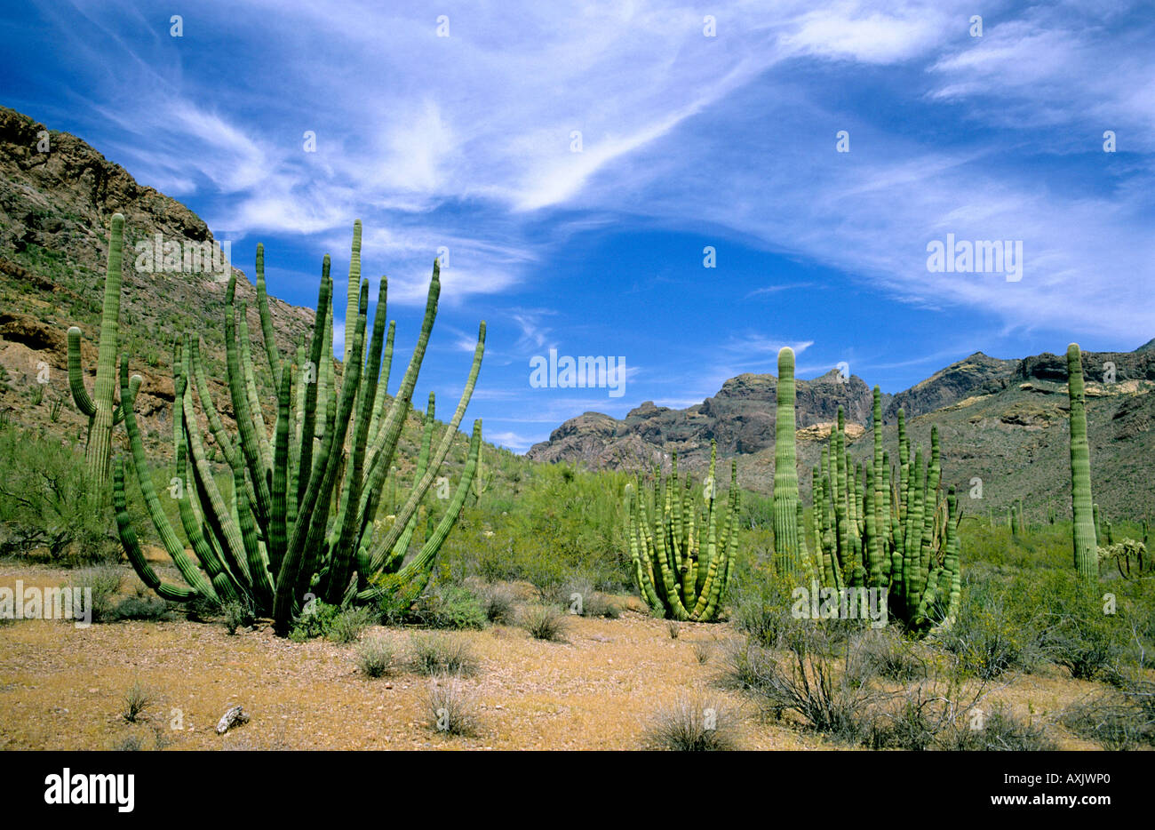 Wüste Kaktus an Organ Pipe National Monument Arizona Stockfoto