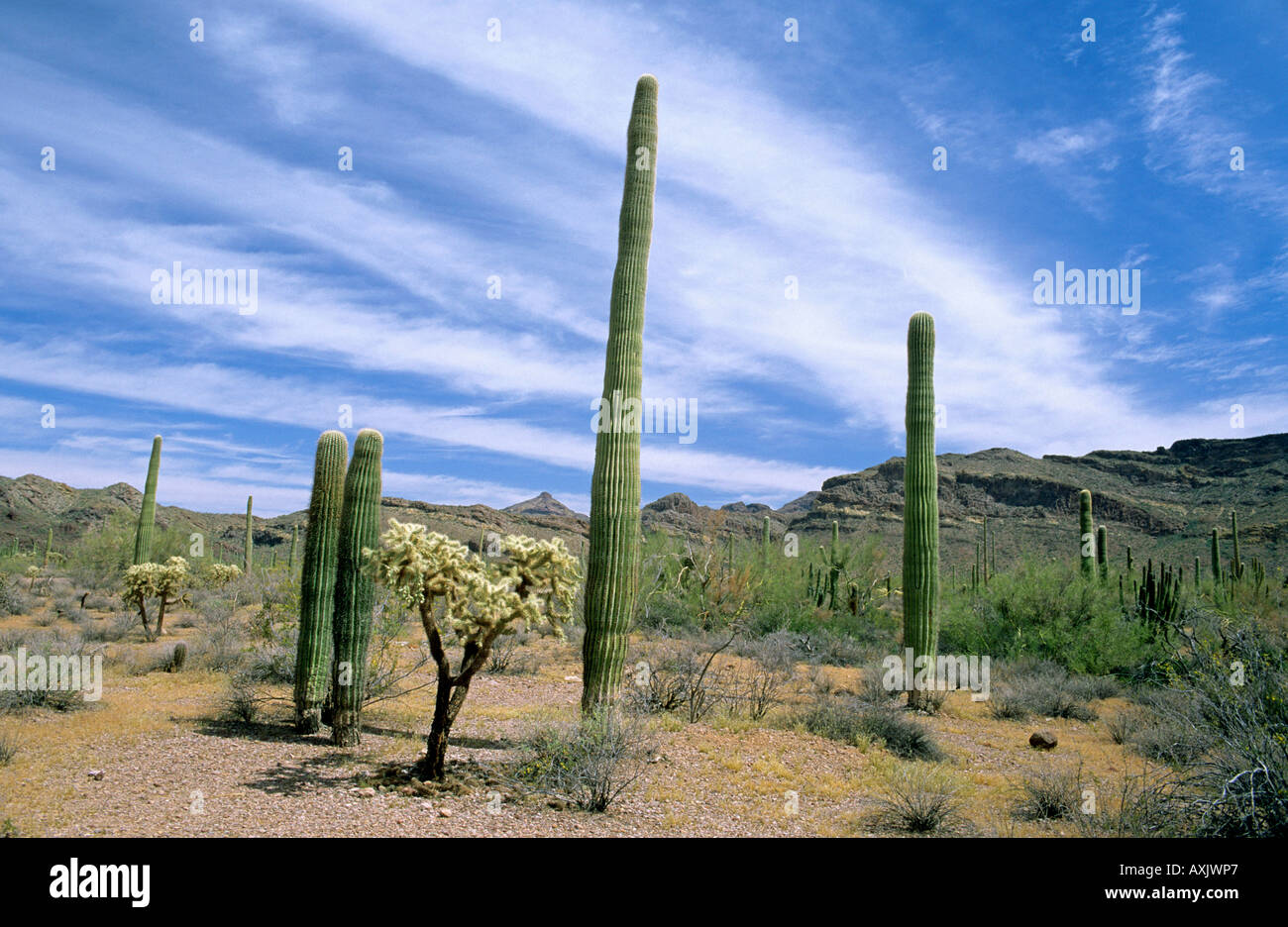 Wüste Kaktus an Organ Pipe National Monument Arizona Stockfoto