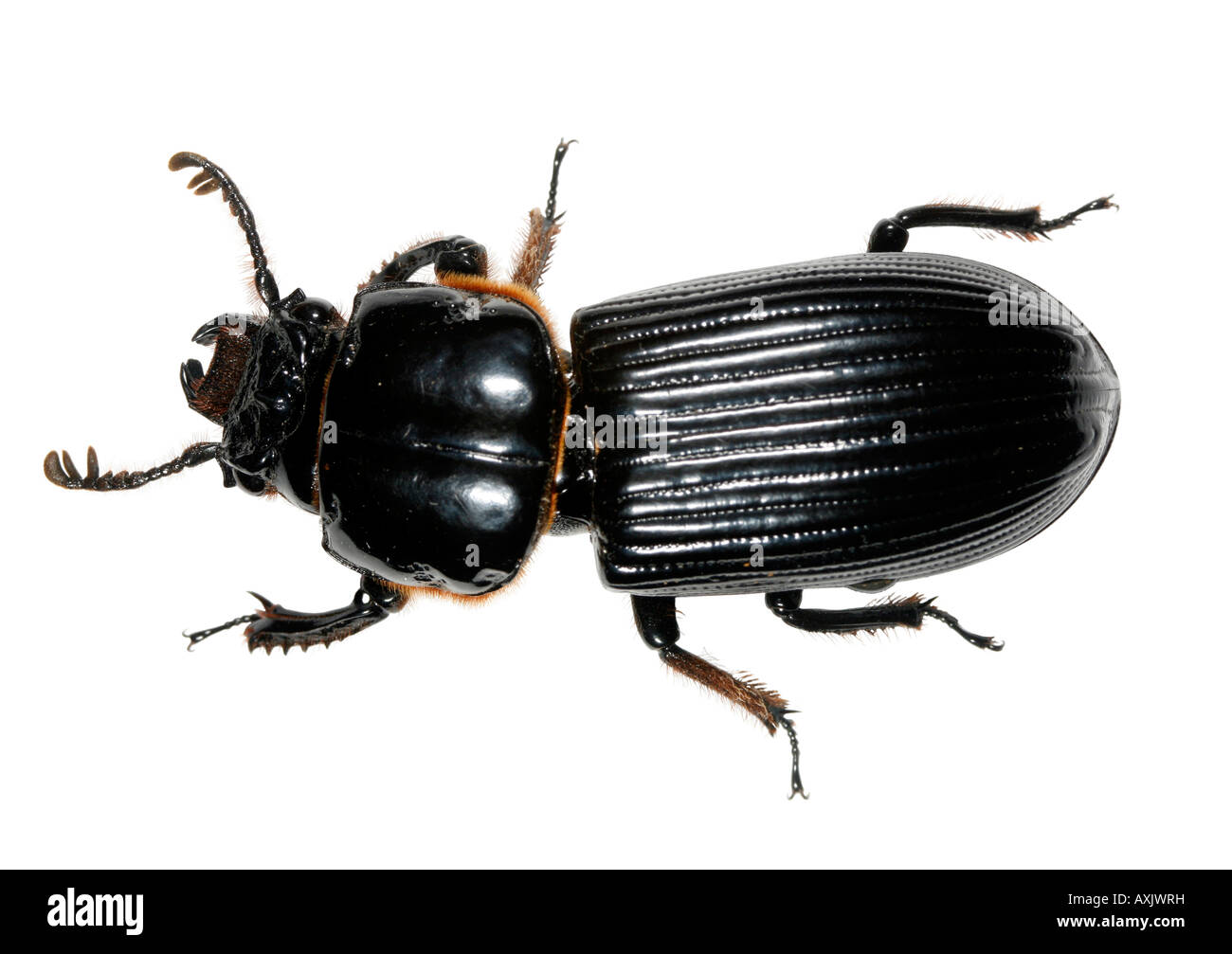 Passalid Käfer oder Bessbug aus dem ecuadorianischen Amazonas Stockfoto