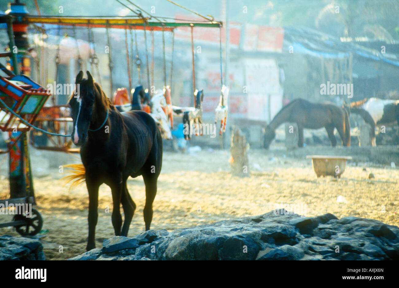 Marwari Pferde angebunden neben merry Go round Festplatz am Juhu Beach Bombay, Indien Stockfoto
