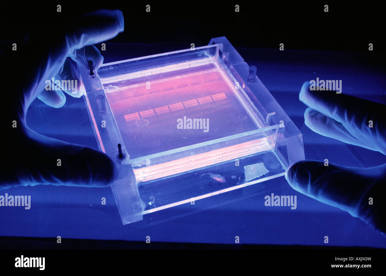 Isolierung-Extraktion von DNA durch Gel Medium getrennt Stockfoto